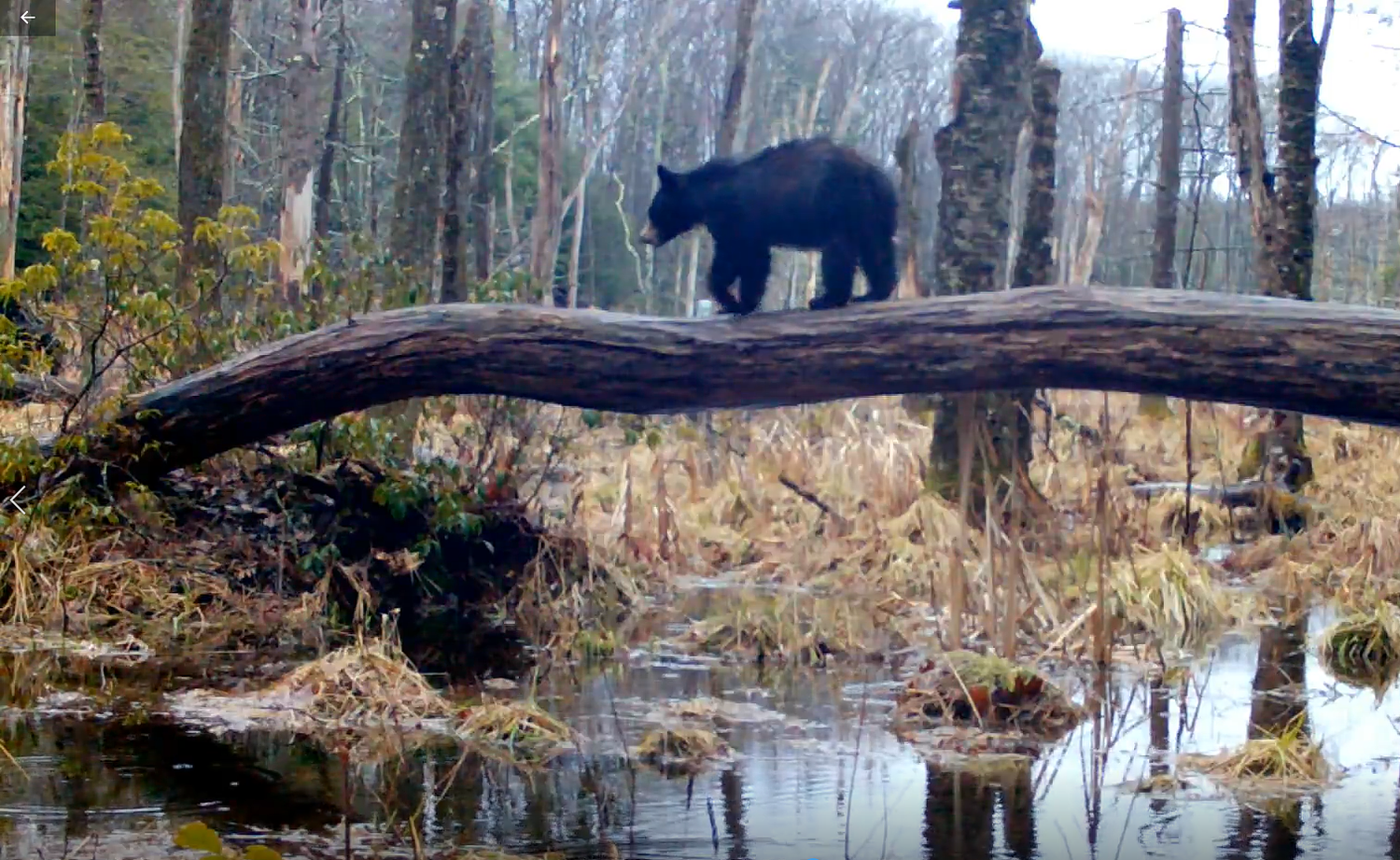 UMass researchers awarded grant to examine carbon storage in wetlands