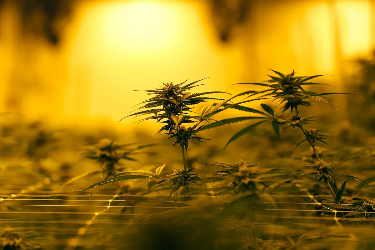 Bucksport official says 2 medical marijuana grow houses don’t have licenses