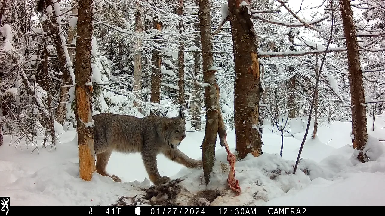 Fantastic felines in the Maine woods  