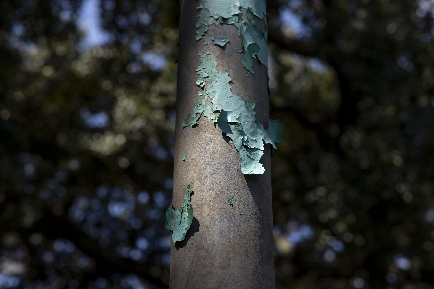 Get the Lead Out: How New Orleans can reduce toxic heavy metal exposure