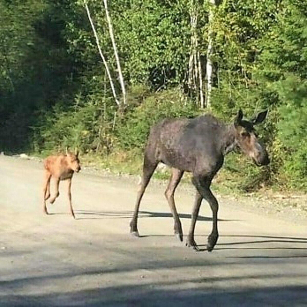 It’s peak moose collision season in Maine. Here’s what to know.