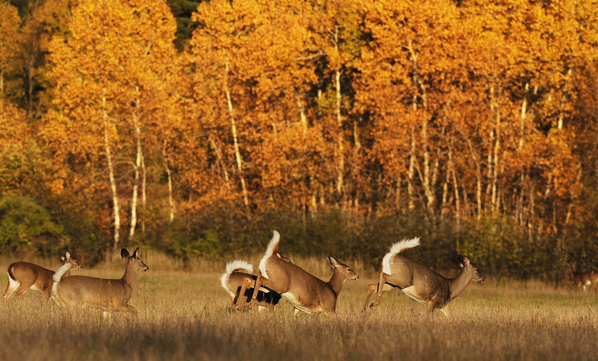 Maine’s working farms are key to thriving deer and hunting traditions