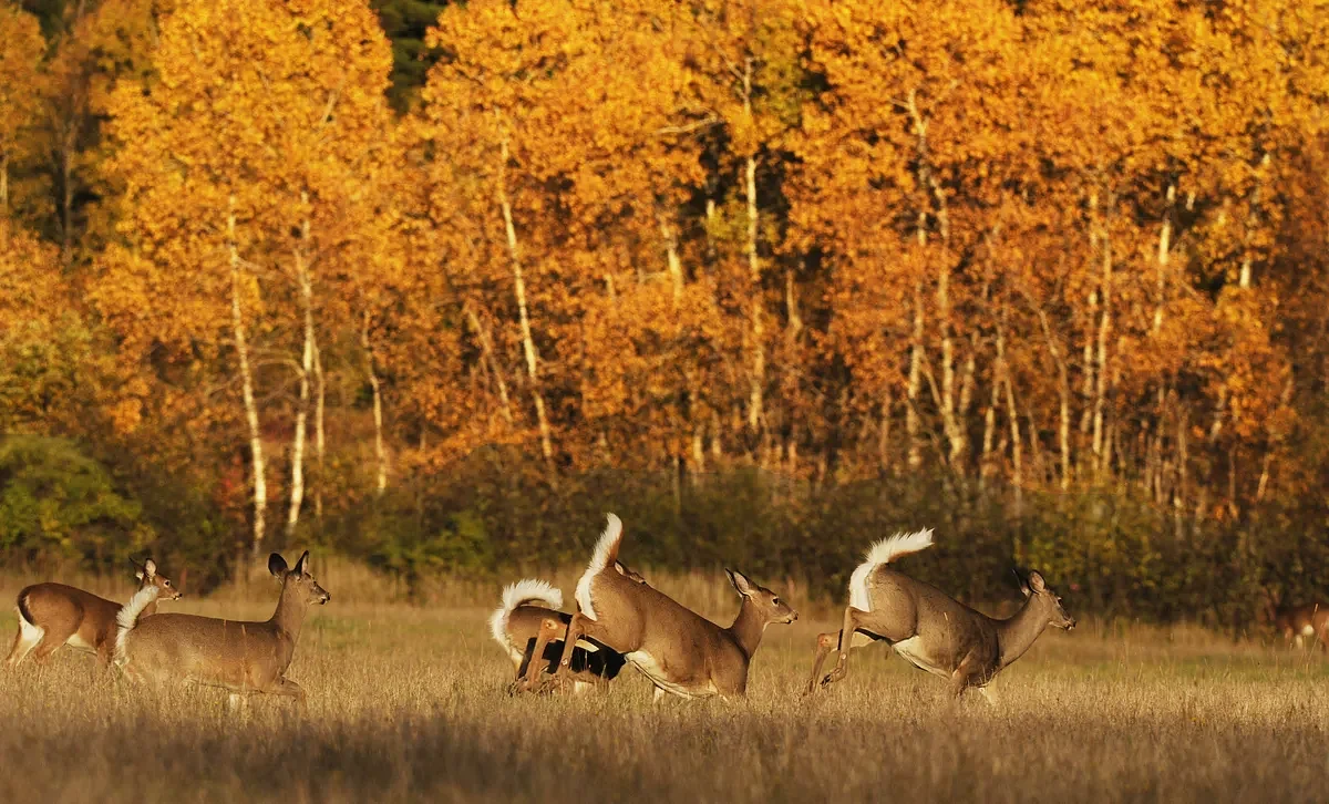 Maine’s working farms are key to thriving deer and hunting traditions