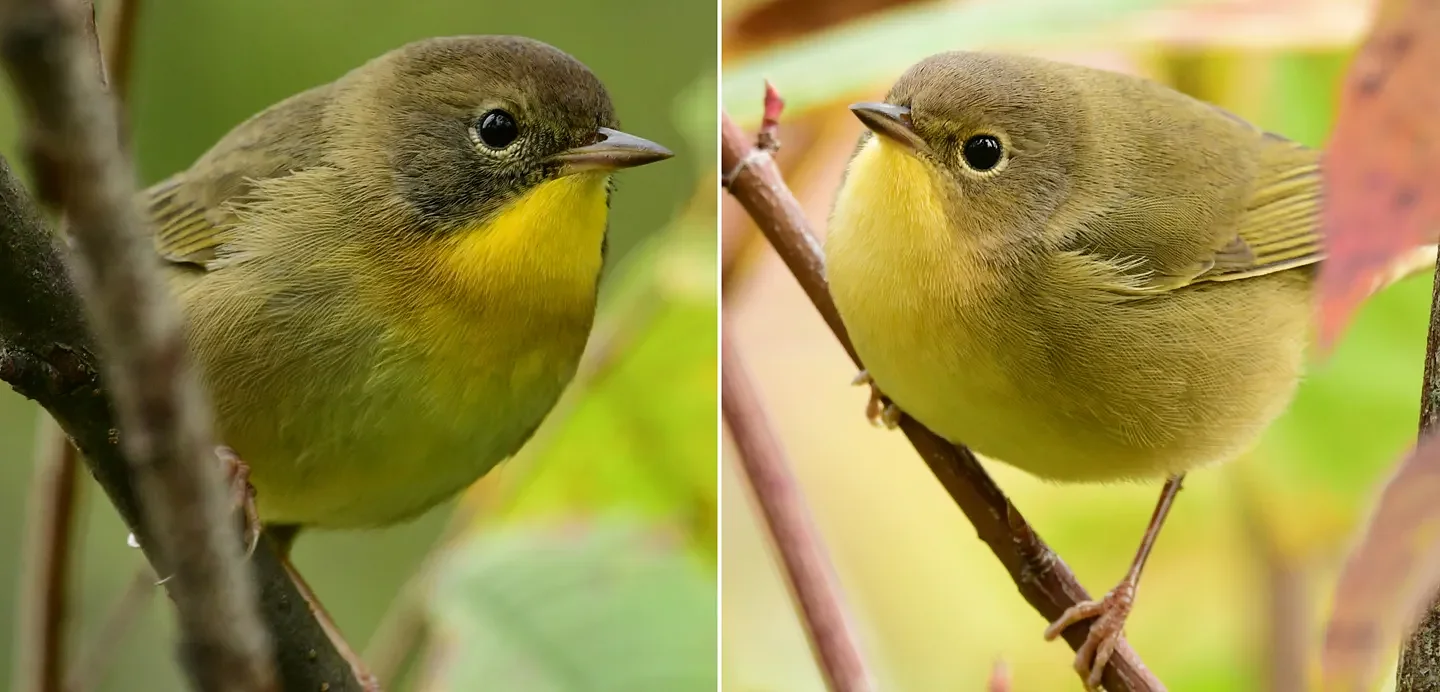 Speaking of Nature: A final farewell to summer: Mornings with immature common yellowthroats