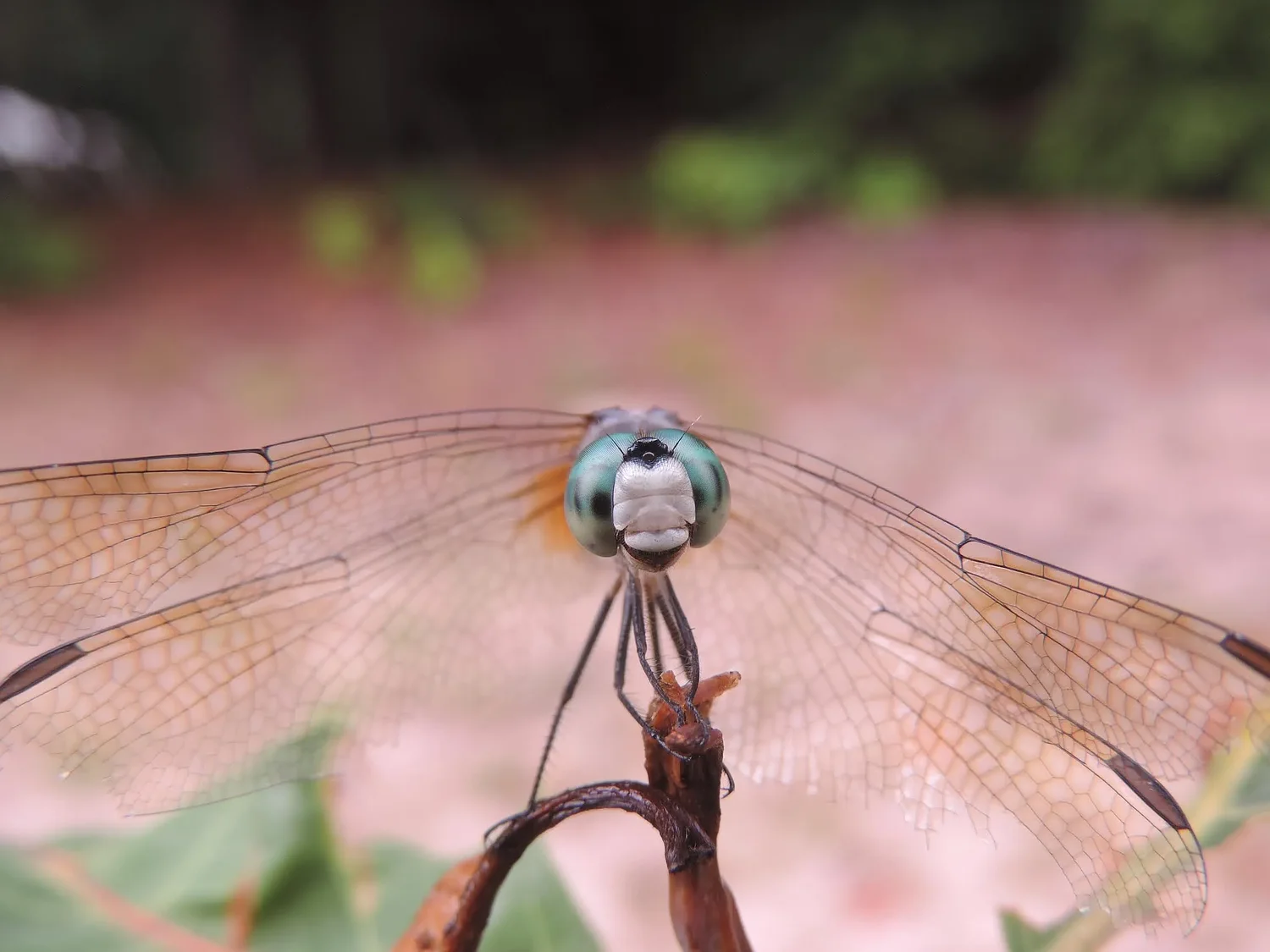 Discover the fascinating world of dragonflies and damselflies