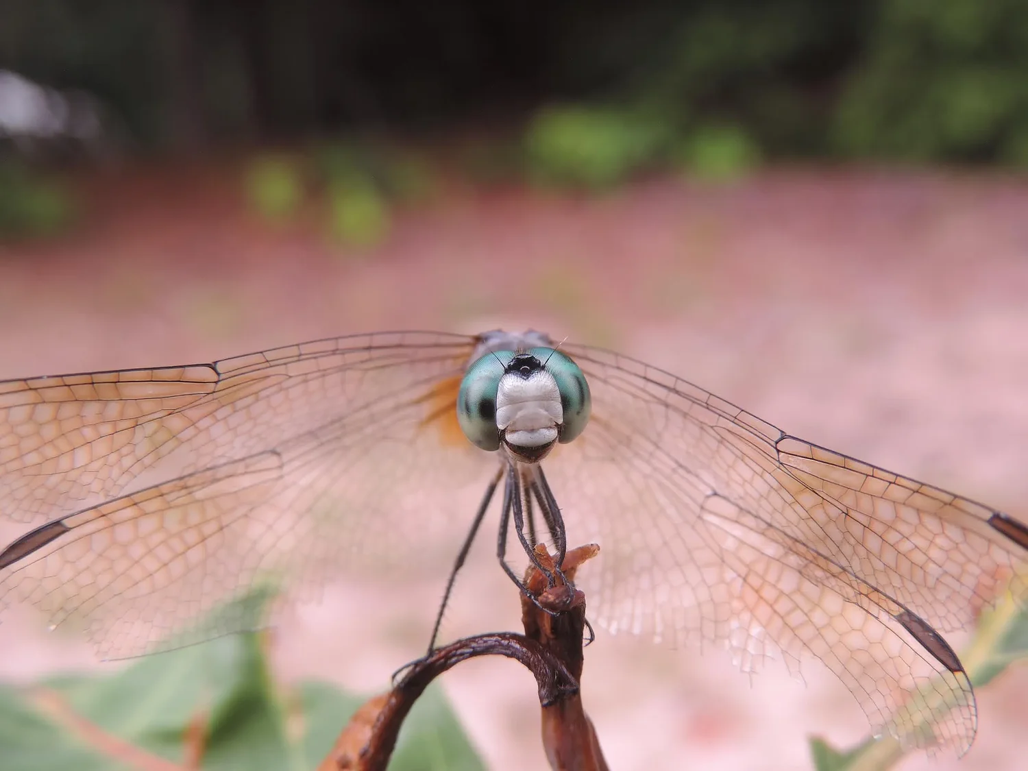 The fascinating world of dragonflies: A closer look - Monadnock