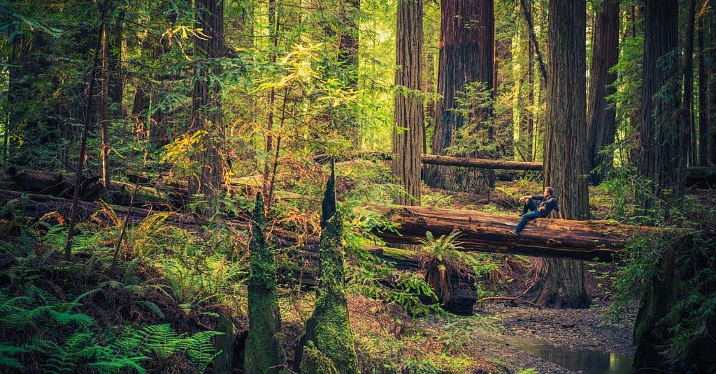 Can redwoods and sequoias produce offspring in the Pacific Northwest?