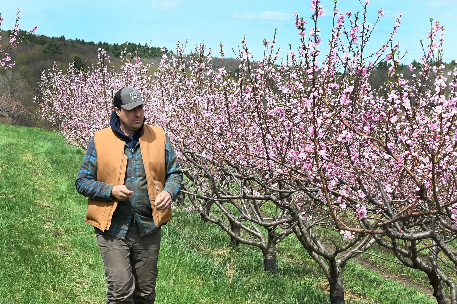 Area farmers believe peach crops 'dodged a bullet' in overnight frost