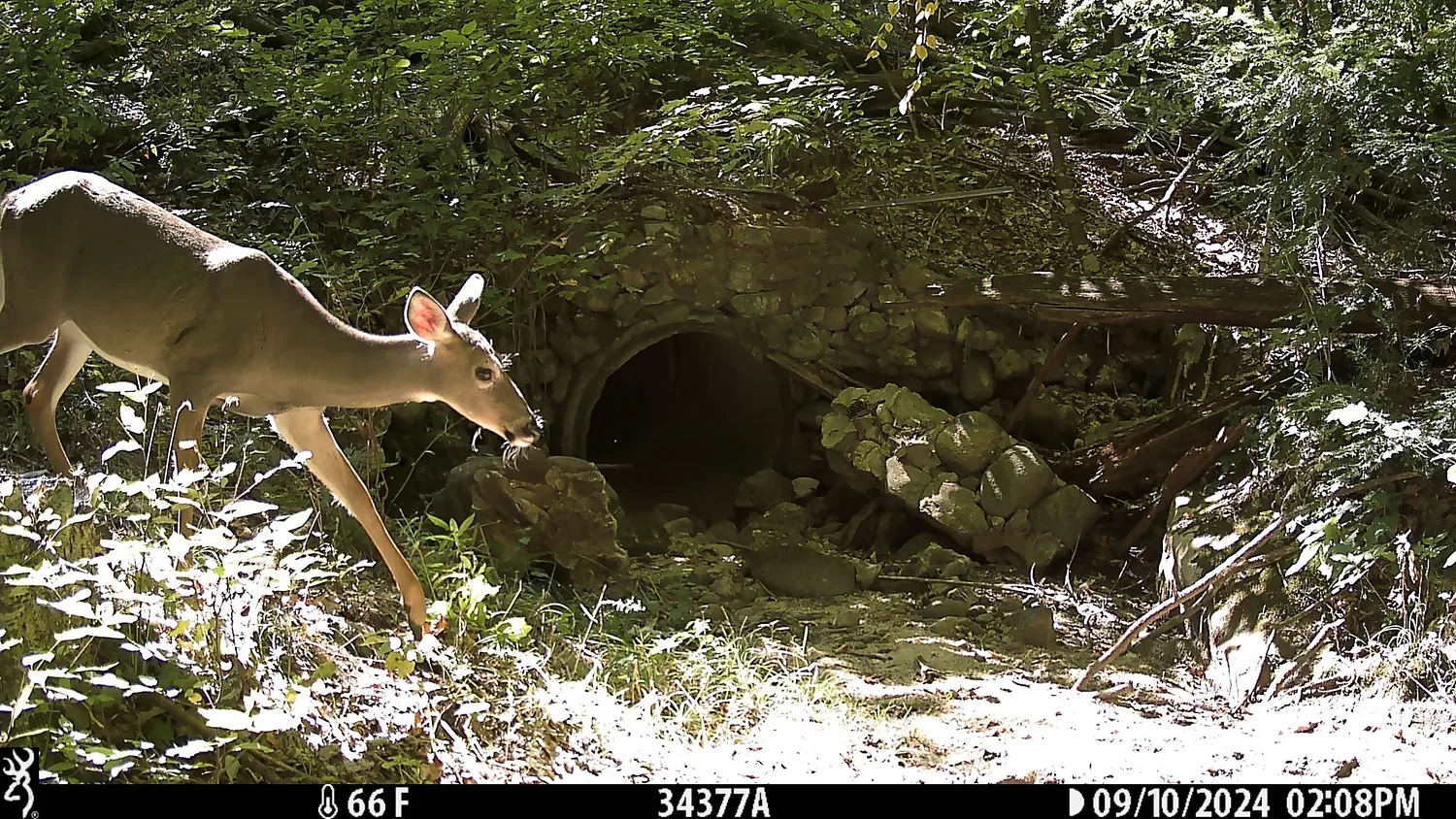 Granite Geek: Roads and wildlife don’t mix. Can anything help?