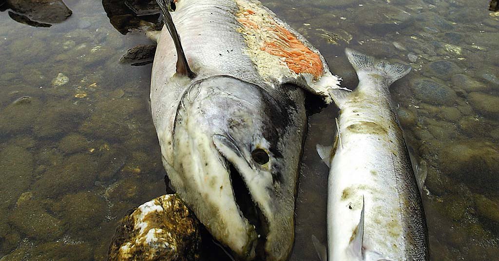 Federal government appears ready to roll back salmon protections, shelve deal with Tribes