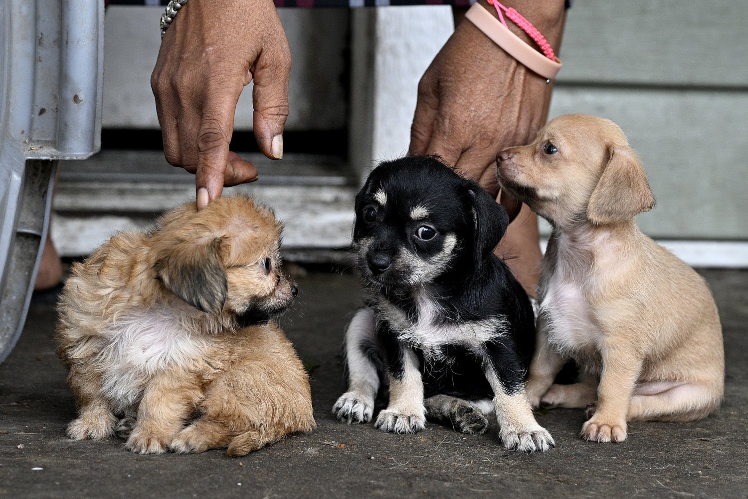 Screwworm was found in a dog in Texas. What does that mean for your pets?
