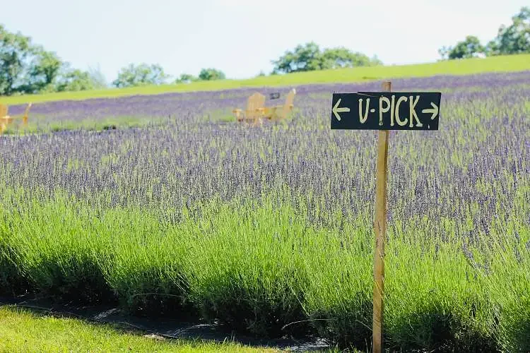 Warner farm's lavender business flourishes, enabled by USDA value-added grant program