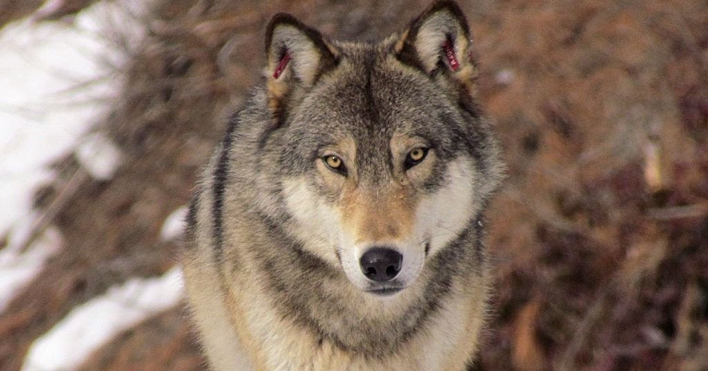 As Washington’s wolf population grows, attacks on livestock decline