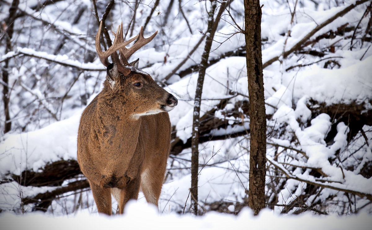 The surprising winter hunt that doesn't require a license