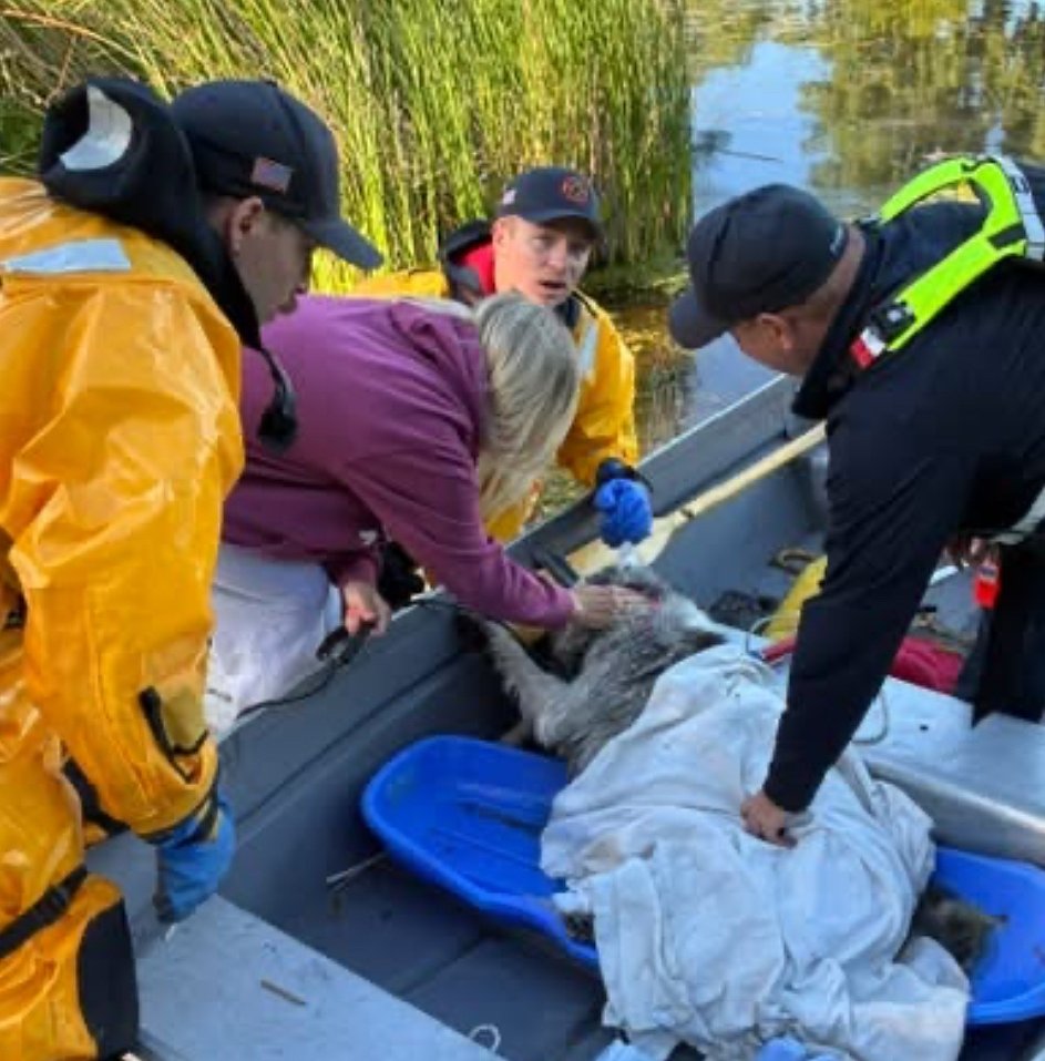 Dog rescued from Lakemoor marsh after animal located by drone, but owner says Bandit not out of woods