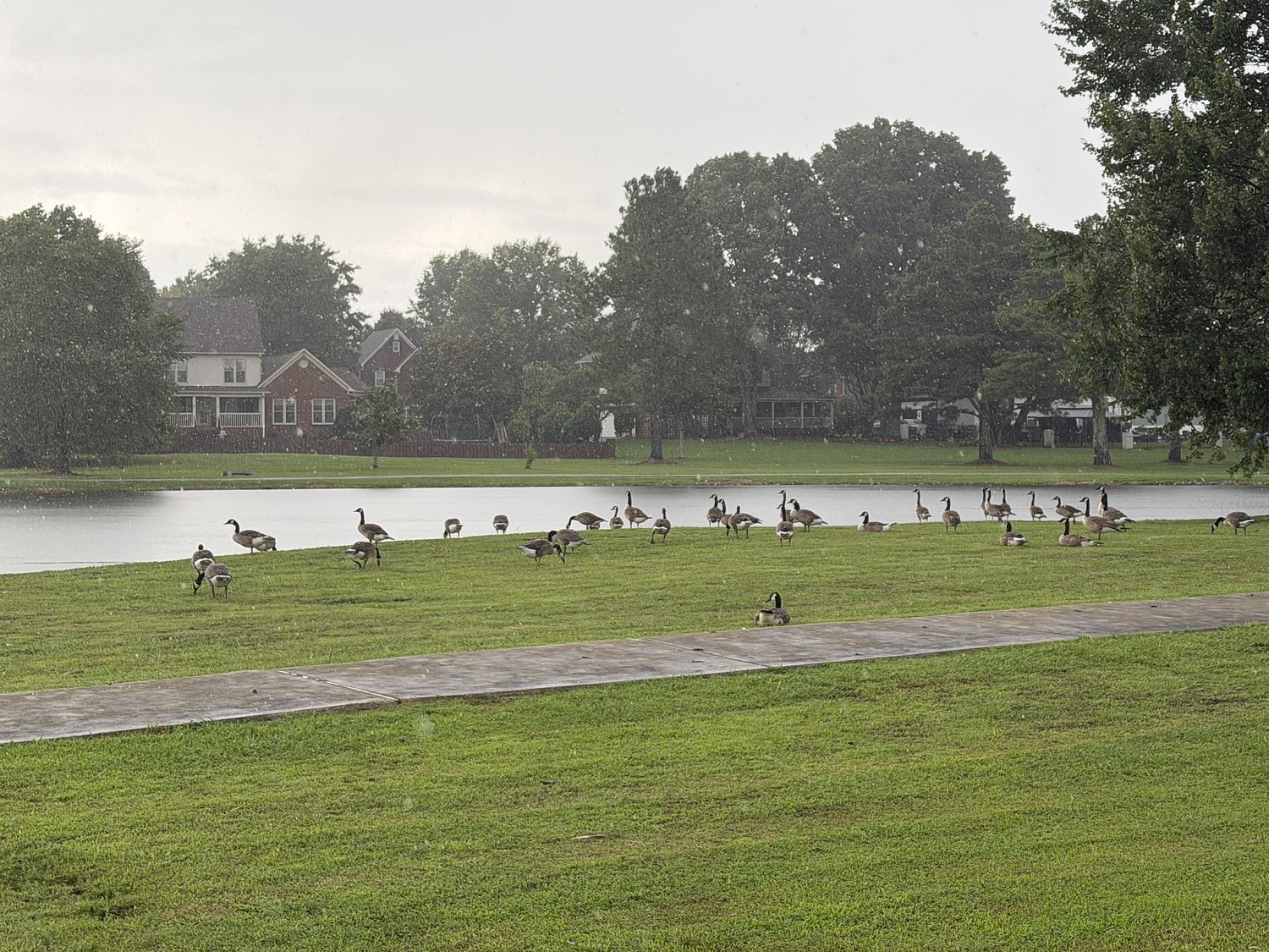 Facing ‘critical public health’ issue, another north Alabama HOA votes to euthanize 500 Canada geese