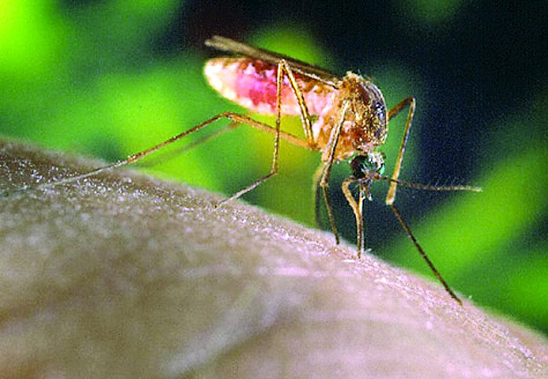 Mosquitoes test positive for West Nile virus