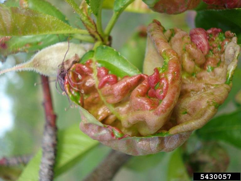 Down the Garden Path: Recognizing and managing peach leaf curl in the home orchard
