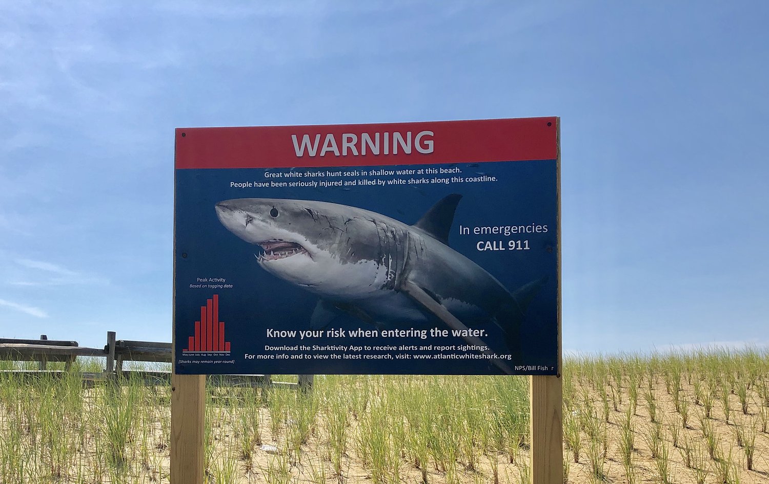 Six shark sightings off coast of Massachusetts