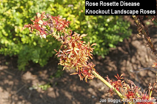 When roses go wrong: Rose rosette disease and other common problems in Northeast Ohio