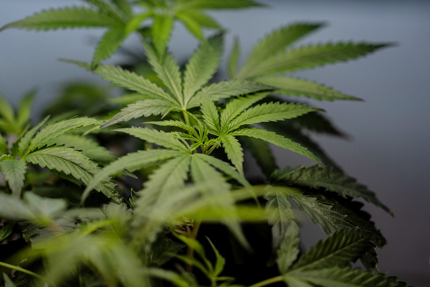 Texas man wins Supreme Court case allowing marijuana users gun rights