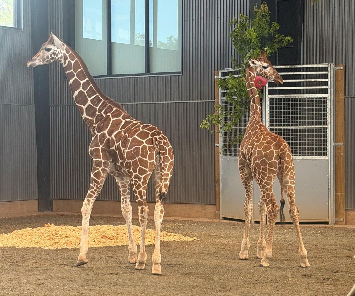 Natural Bridge Zoo case will lead to three separate trials, judge rules