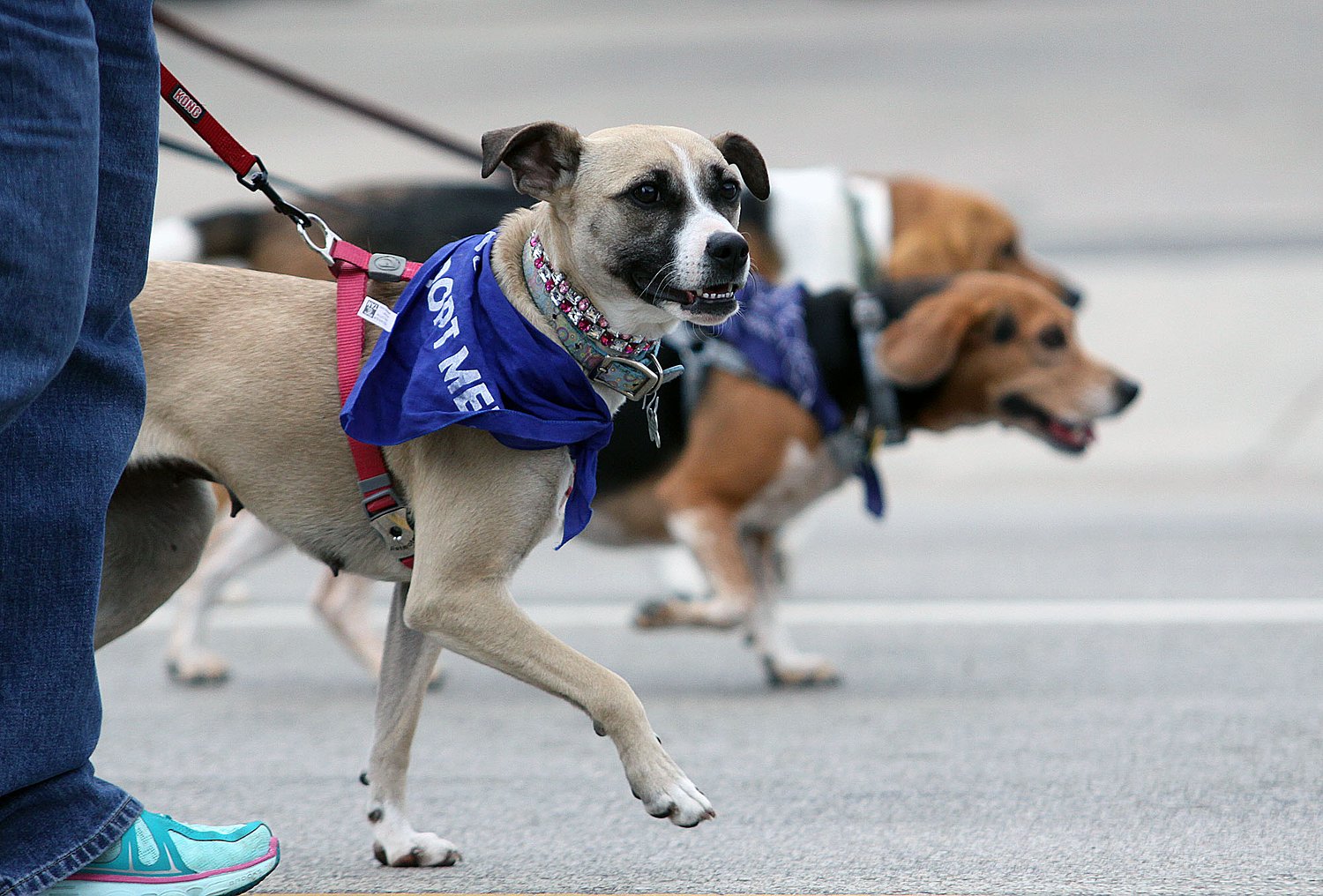 Dog Days adopt, donation event in St. Charles moves indoors Wednesday due to rain