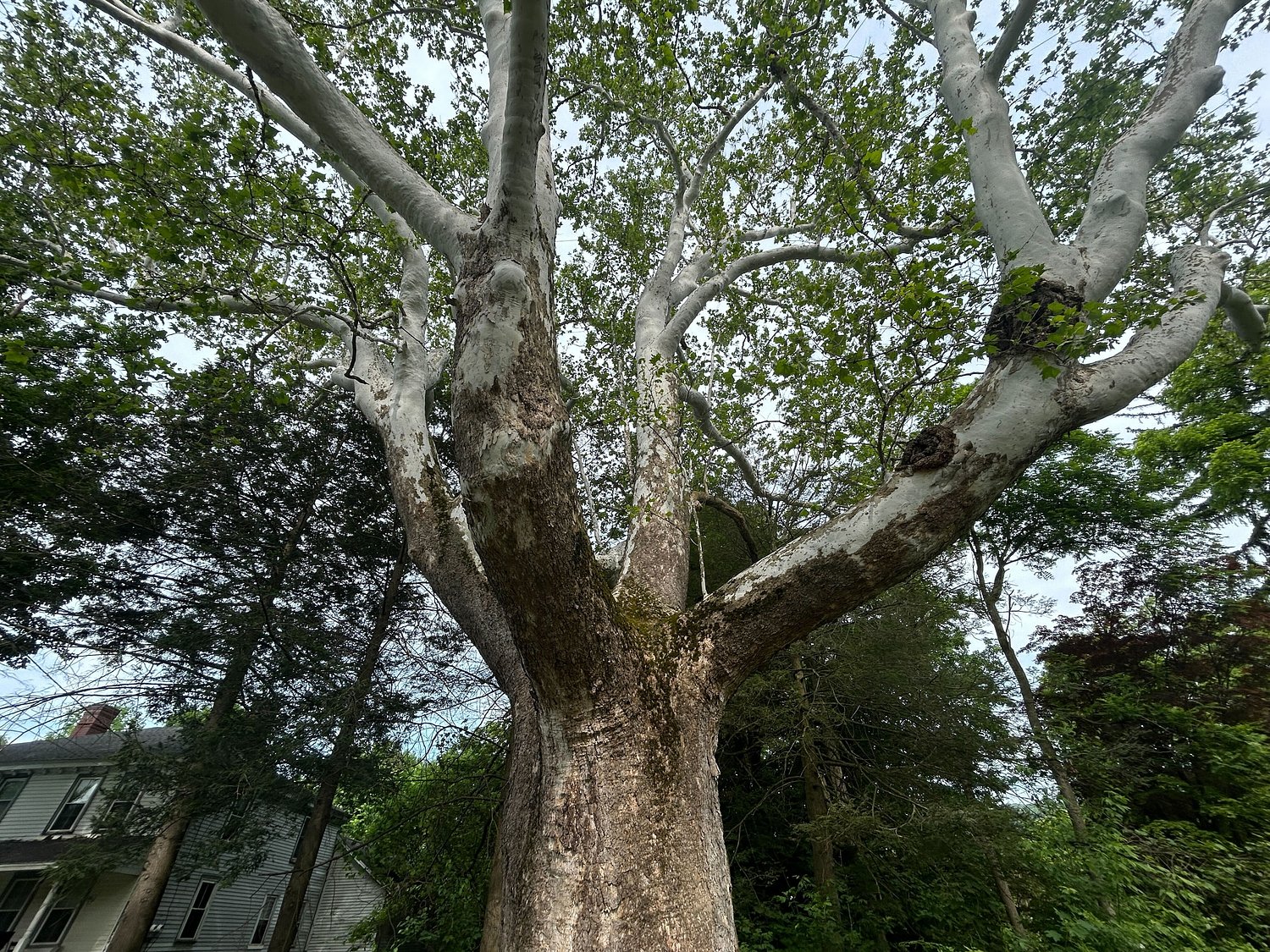 Massachusetts’ largest tree is so old it was alive for Constitution signing — and you can visit