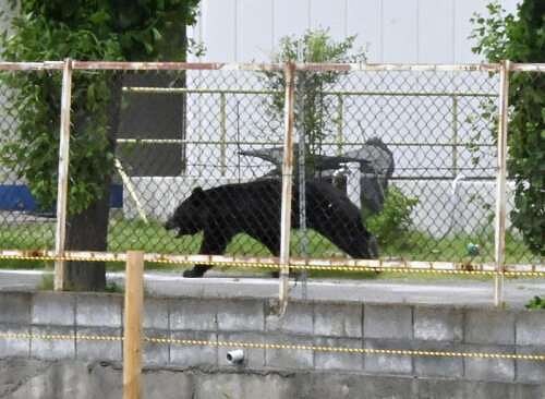 A bear injures 4 people in a residential area of Japan as attacks rise