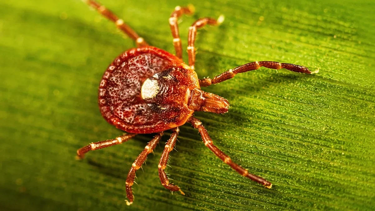Guest columnist Matteo Pangallo: Weaker hunting laws won't solve the tick problem