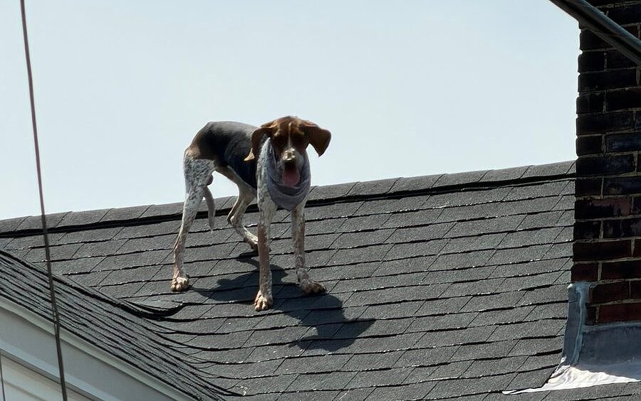Westbrook firefighters help pooch off the roof
