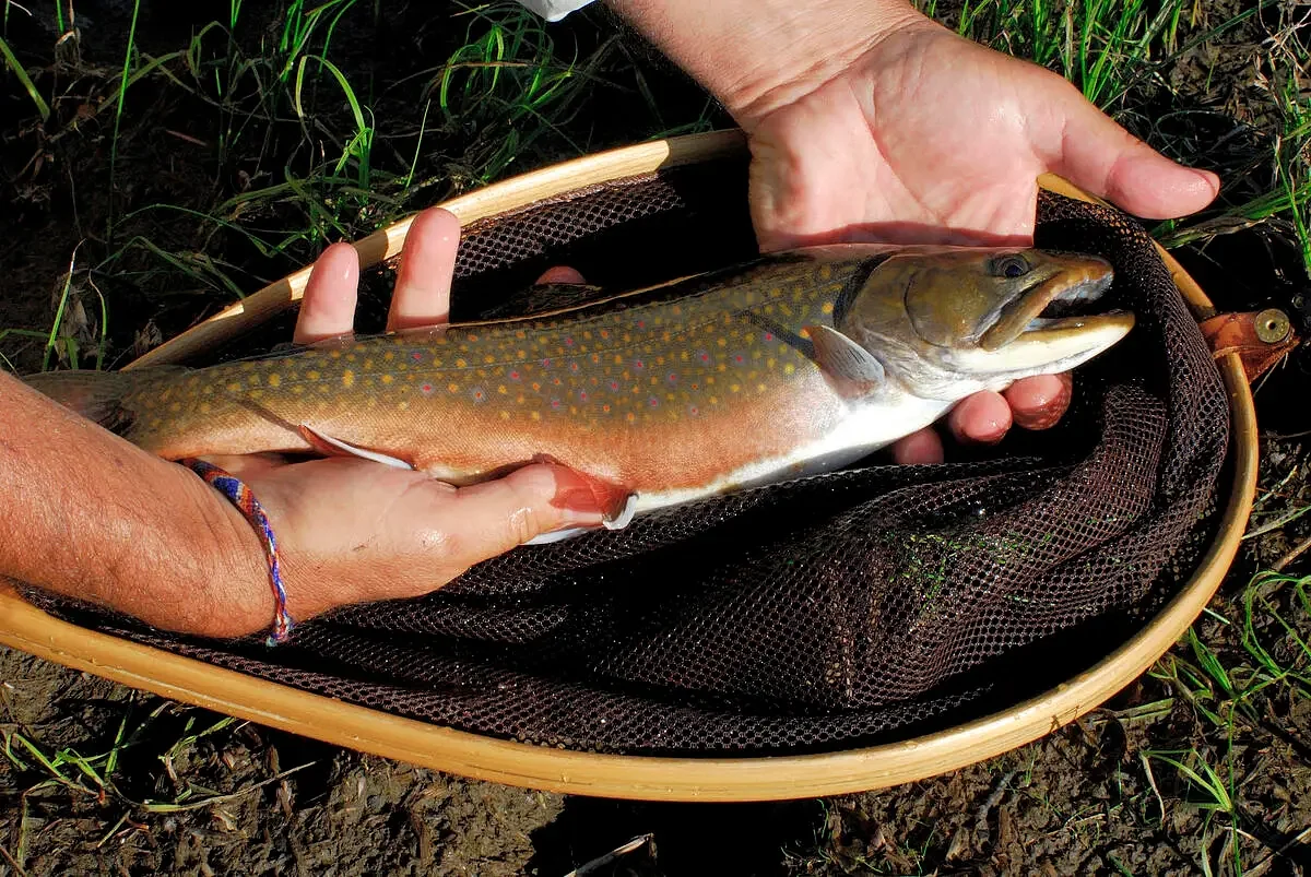 The secret streams in western Maine where trout still play