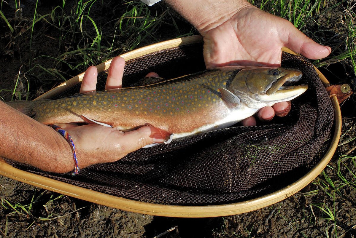 The secret streams in western Maine where trout still play