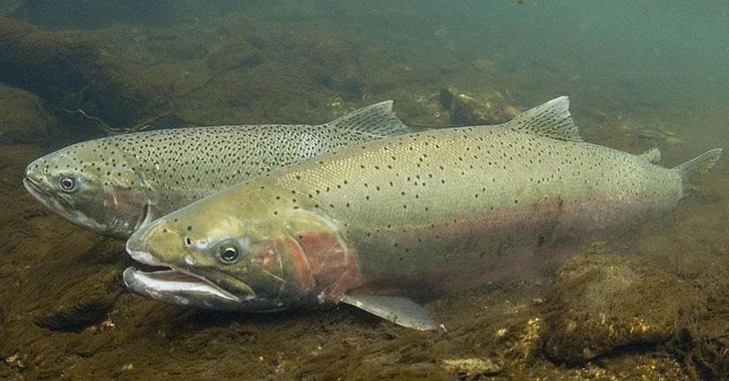 Pressure builds on Army Corps to produce reports on Willamette River Basin dams