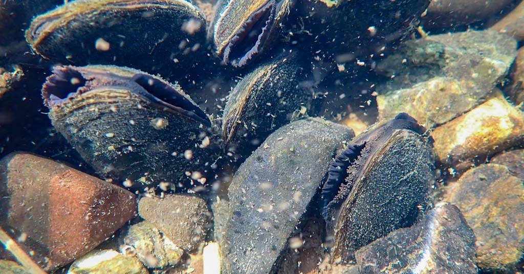Want to save salmon? Start thinking about mussels and snails