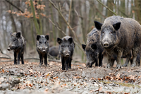 University of Illinois Extension explores invasive wildlife threats