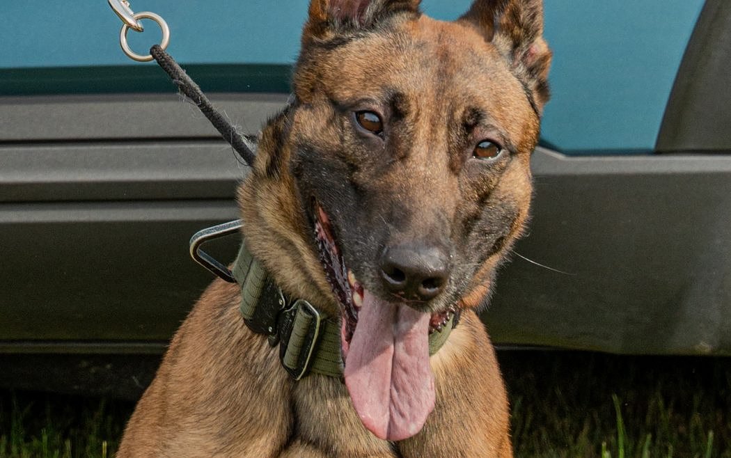 Slain Maine police dog will be honored in DC tribute ceremony