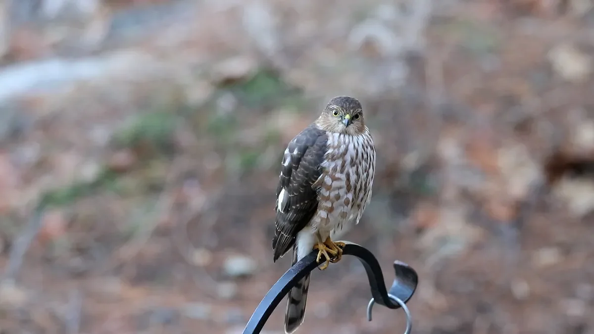 The creature that keeps ambushing your bird feeder