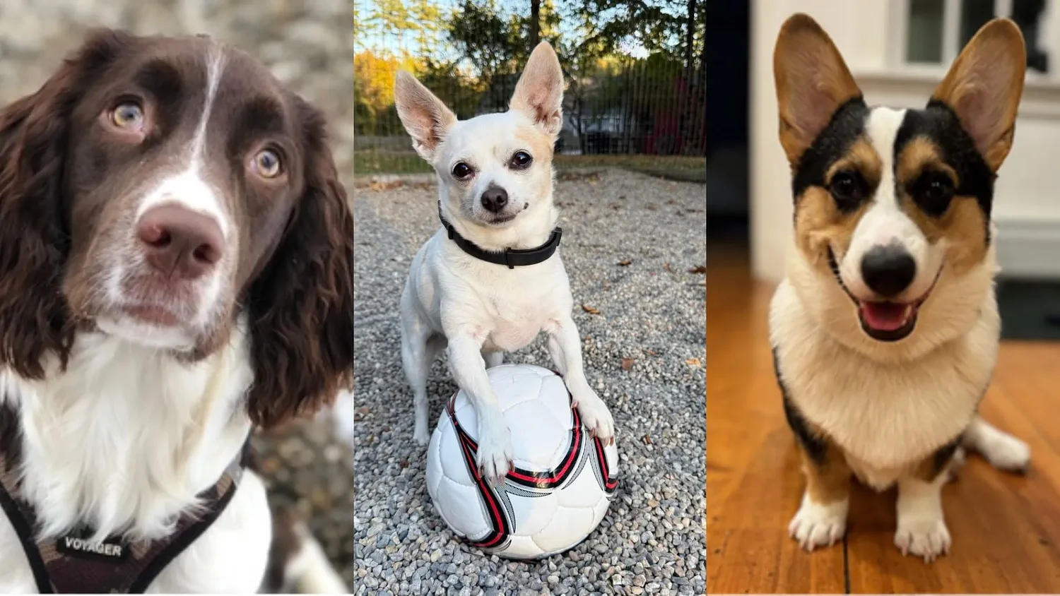 Five candidates are running in Hopkinton's only contested race — all of them are dogs
