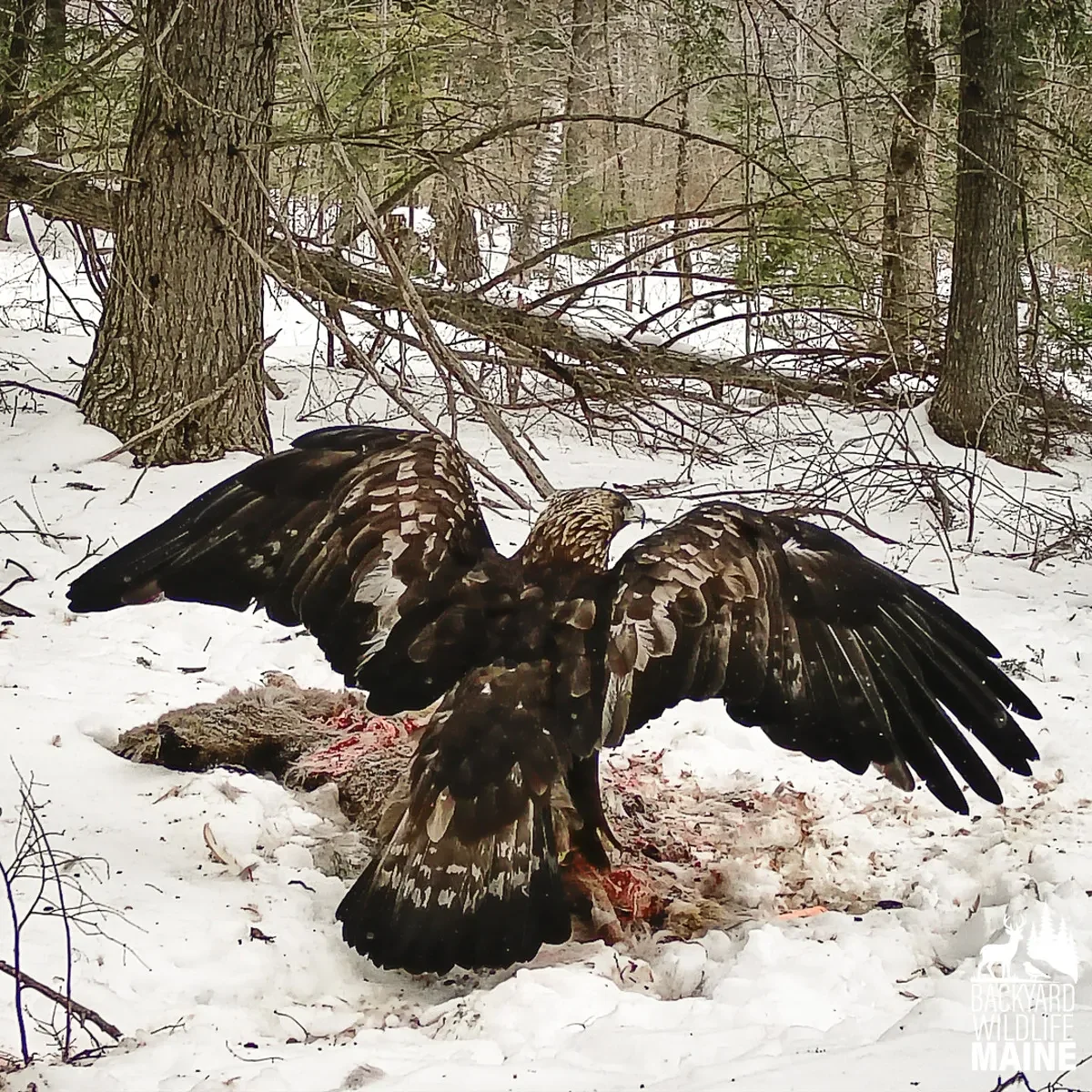 She put a roadkill deer in her new car. It attracted 2 rare golden eagles.