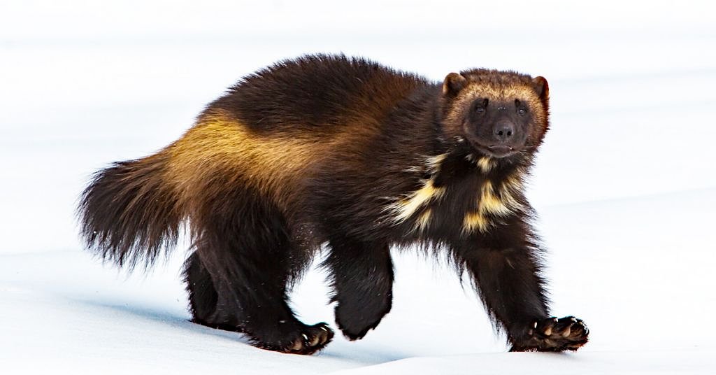 No-brainer of the year: Wolverines get protections