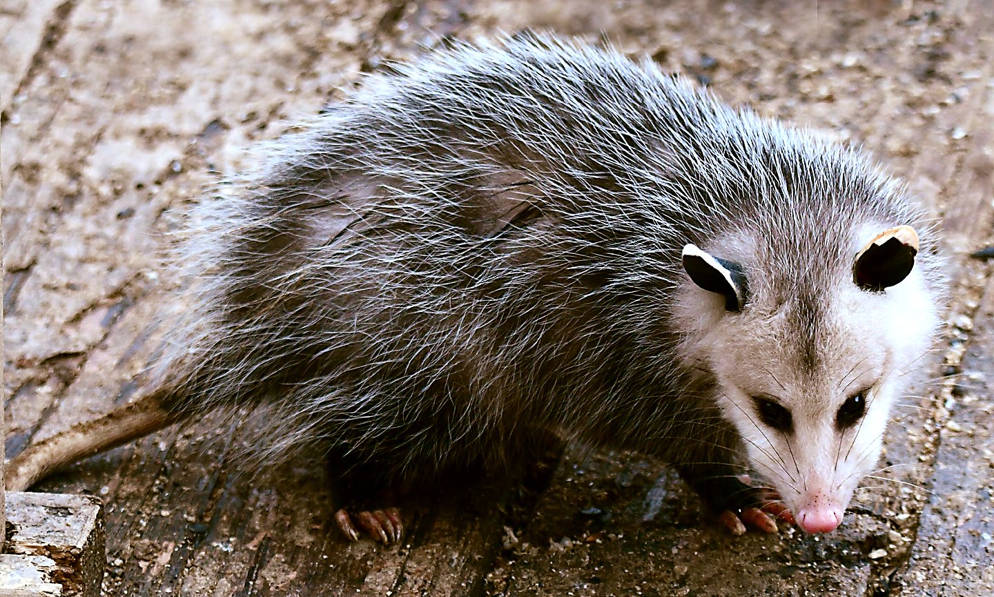 Speaking of Nature: Light, darkness, and the 'slow processors' of winter:  How an encounter with a backyard marsupial brightened a dejected sick day -  Greenfield Recorder, image size:1440x865