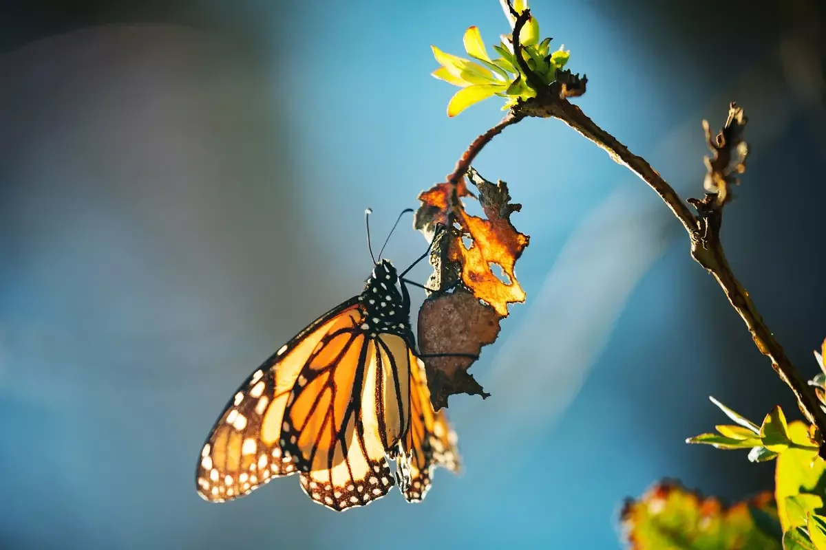 Record low number of threatened species get new protections under Trump