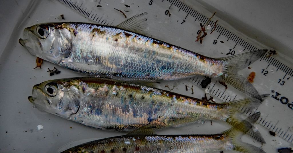 Salmon are no longer kings of the Columbia. That has biologists worried