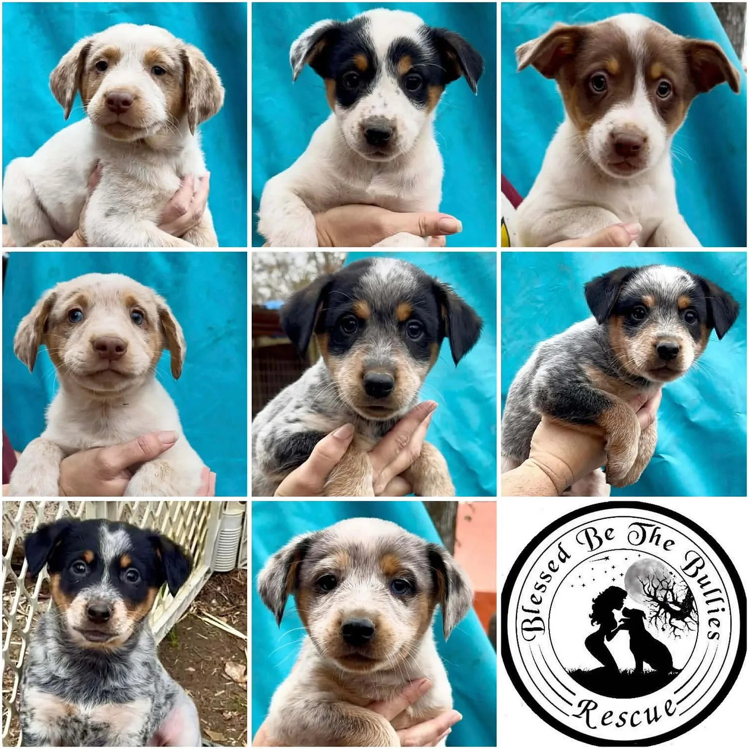 Dog adoption event
