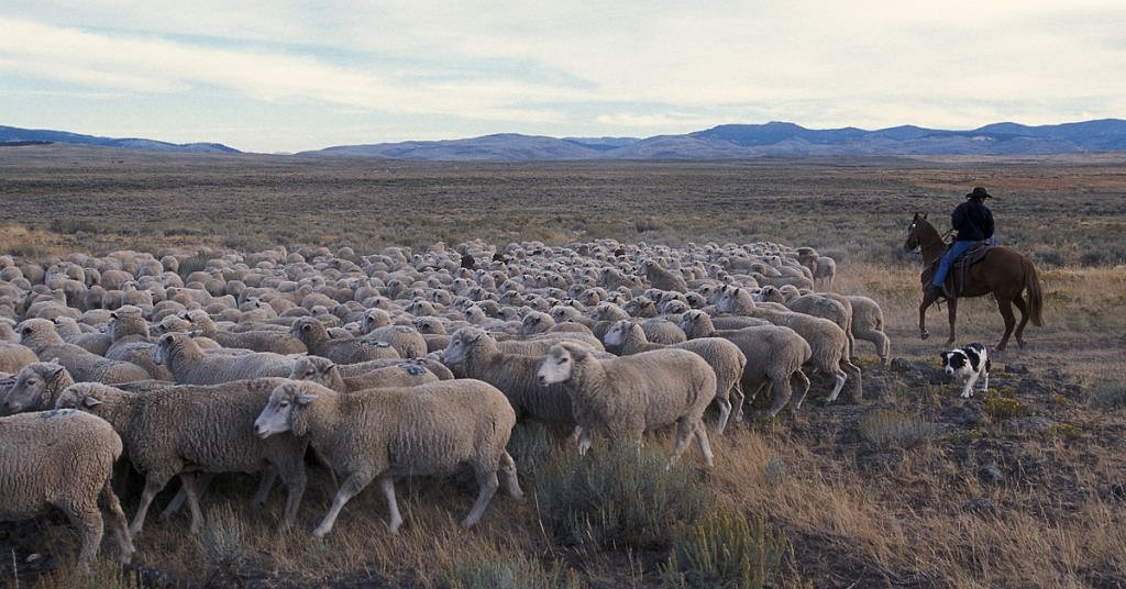 Ranchers, enviros on edge as BLM rewrites grazing rule