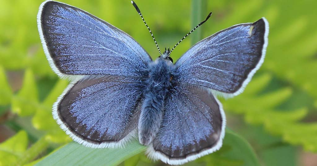 Species recovery in Willamette Valley called ‘huge success’
