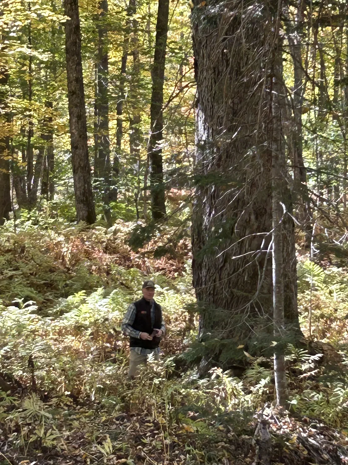 Opinion: Ecological forestry, a new approach to forest management