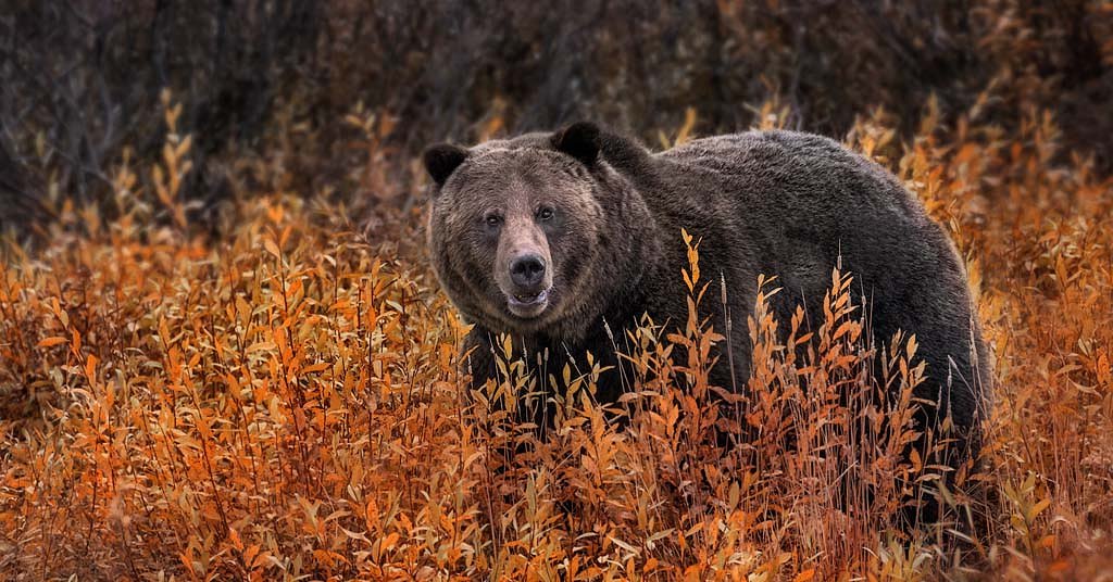 It’s official: Feds want grizzlies back in the Cascades