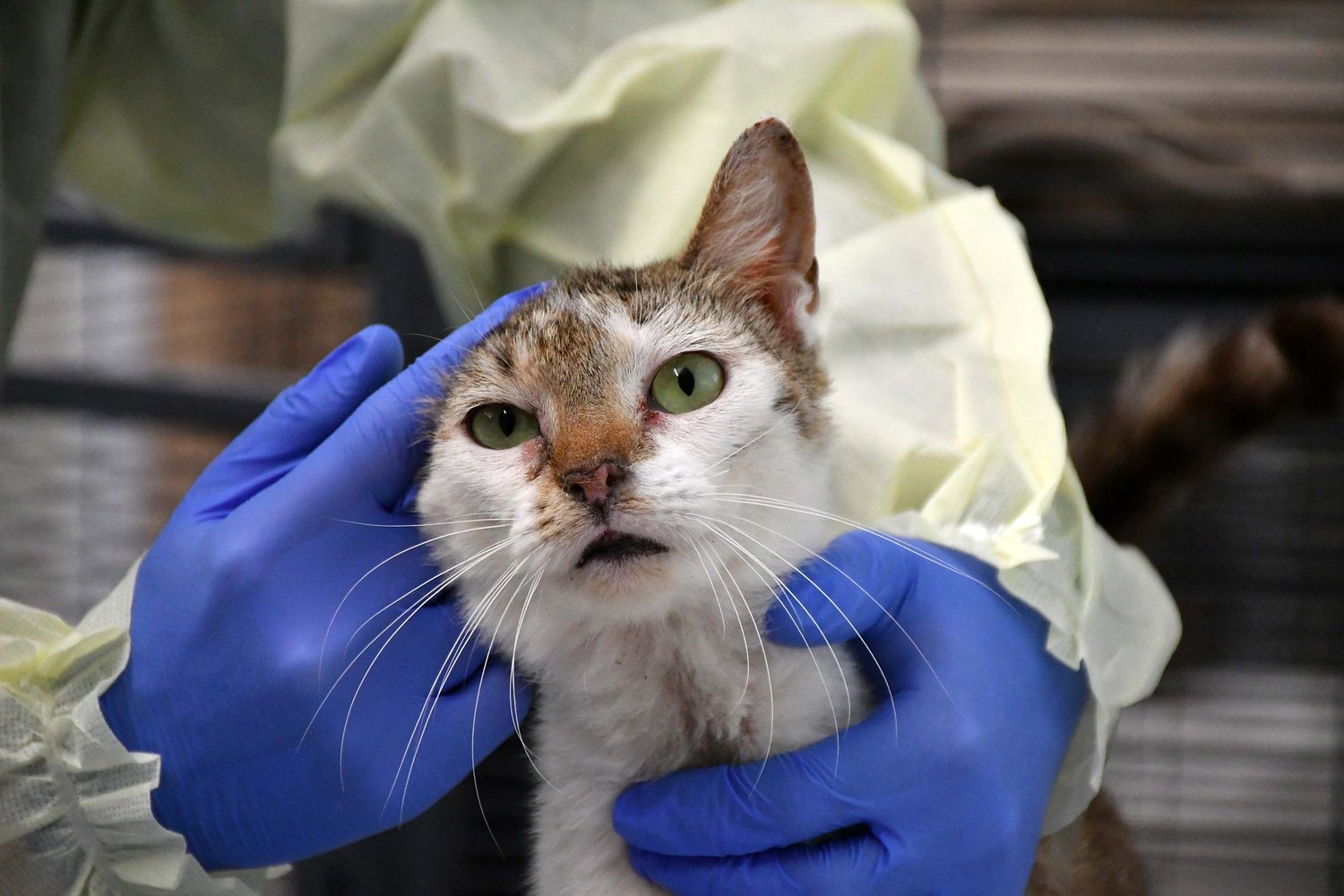 Twenty-nine cats were seized from 'deplorable living conditions.' The Hooksett home was on the police's radar for almost 10 years